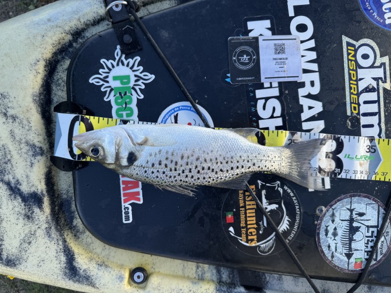 Fish Measure Picture